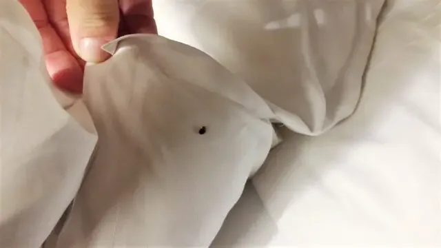 can you kill bed bugs with a heat gun